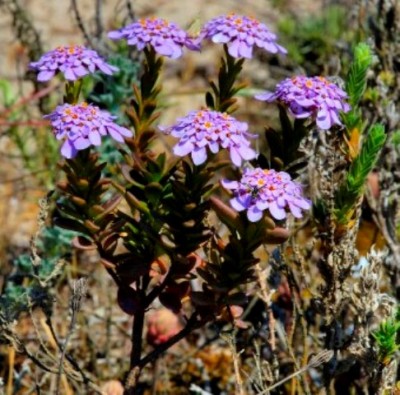 jacintos Iberis-procumbens-02