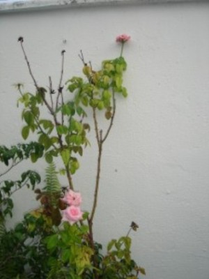 Roseira do meu jardim